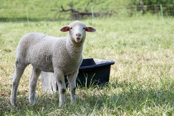 Cute white lamb with a funny facial expression standing in grass field looking at the camera