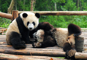 Playful giant panda bears