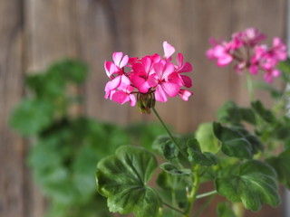 Medicinal plant.Pink bright geranium pelargonium on a wooden rustic ancient background.