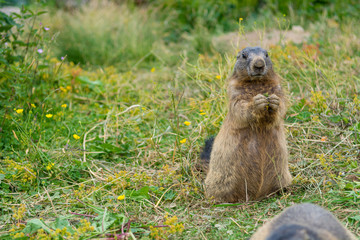 Naklejka na ściany i meble Portrait of wild marmot feeding on mountain meadow.
