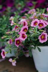 Spring outdoor dense colored morning glory，Ipmoea cairica