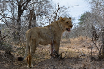 Obraz na płótnie Canvas Löwe isst einen Steinbock - Kruger Nationalpark