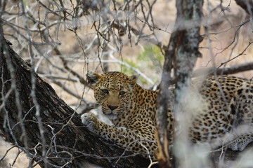 Leopard auf einem Baum - Kruger Nationalpark Südafrika