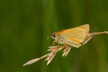 Little Skipper Butterfly, Thymelicus sylvestris, resting on a grass stem with a diffuse green background. 