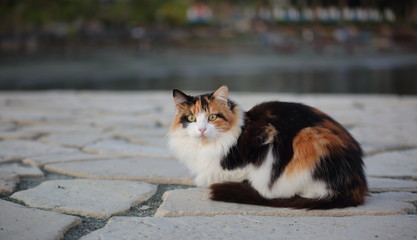 Colorful fluffy cat sit alone on sea shore close up, background in soft focus