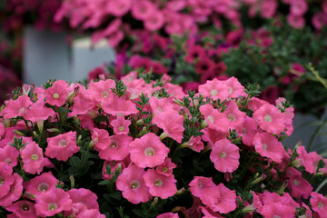 Spring outdoor dense colored morning glory，Ipmoea cairica