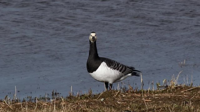 Weisswangengans rastend im Hauke Haien Koog an der Nordsee