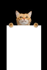 Funny cat hang on placard isolated on black background, blank web banner template and vertical copy space