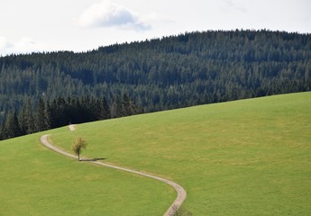 Bergwiese, Wiese, Bergweide, Gebirge, Weg, Feldweg, Kurven, Windungen