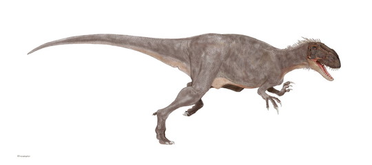 Naklejka premium Afrovenator to pochodzący ze środkowej jury teropod megalozaur znaleziony w Nigrze. Ma całkowitą długość około 7,5 metra i jest mięsożerny. Znaczenie nazwy to „afrykański myśliwy”. Szkielet jest podobny do późnojurajskiego allozaura, ale konstrukcja jest 