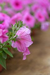 Fototapeta premium Spring outdoor dense colored morning glory，Ipmoea cairica