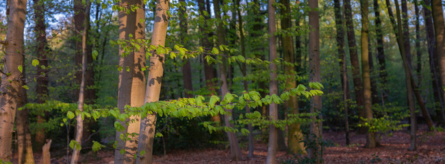 young fresh green beech leaves in spring forest on sunny afternoon