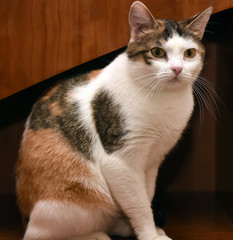 chubby tricolor cat closeup