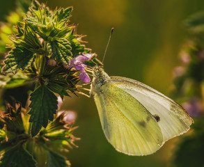 Schmetterling in der Abendsonne