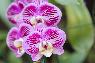 Orchid flower in orchid garden at winter or spring day for beauty and agriculture design. Phalaenopsis Orchidaceae