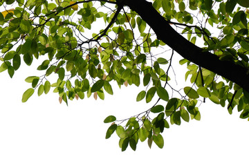 fresh tree branch isolated on white background