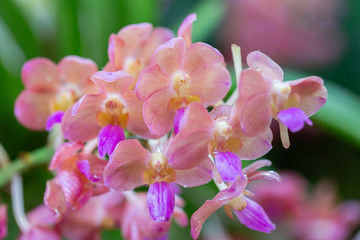 Fototapeta na wymiar Orchid flower in orchid garden at winter or spring day for postcard beauty and agriculture design. Rhynchostylis Orchidaceae