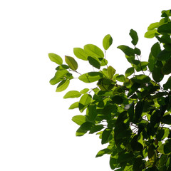 fresh tree branch isolated on white background