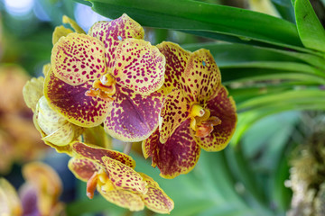 Orchid flower in orchid garden at winter or spring day for beauty and agriculture design. Vanda Orchidaceae