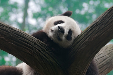 Cute giant panda bear sleeping
