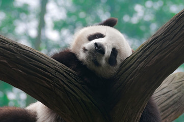 Obraz premium Cute giant panda bear sleeping