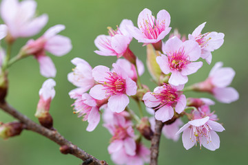 Fototapeta na wymiar Closeup of Wild Himalayan Cherry (Prunus cerasoides) or thai sakura flower at khun chang kian, Chiang Mai, Thailand