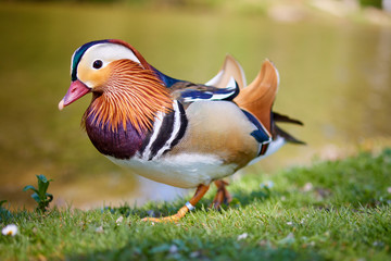 Mandarin duck walking and standing in the meadows on the gras near the pond - 340613977
