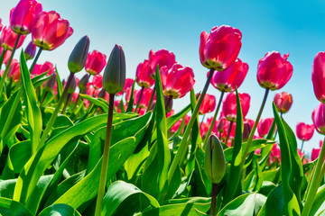Low angle shot on a field of red tulips with clear sunny blue sky