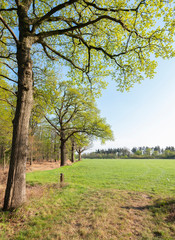 oak trees with fresh green spring leaves near meadow and blue sky in the netherlands