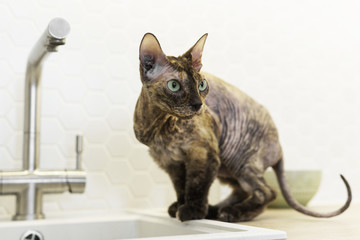 Sphynx cat sitting beside a sink in the kitchen