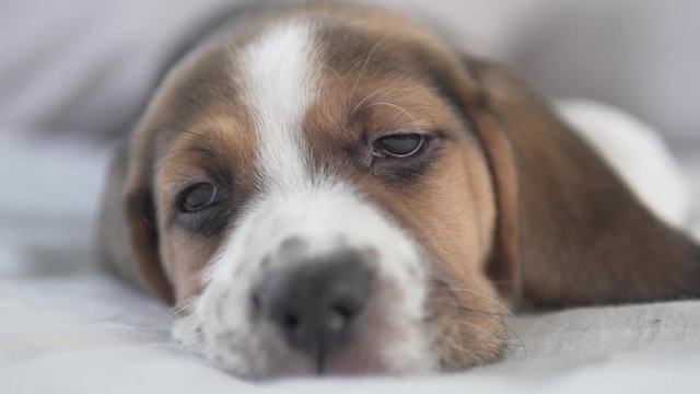 The concept of a cute beagle puppy rests on the bed. Close-up of the muzzle.