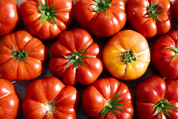 Background of tomatoes. fresh, red and yellow, organic tomatoes from the field