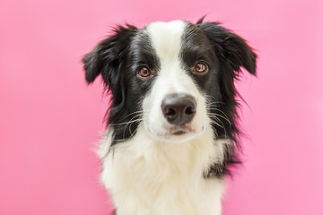 Obraz na płótnie Canvas Funny studio portrait of cute smilling puppy dog border collie isolated on pink background. New lovely member of family little dog gazing and waiting for reward. Pet care and animals concept