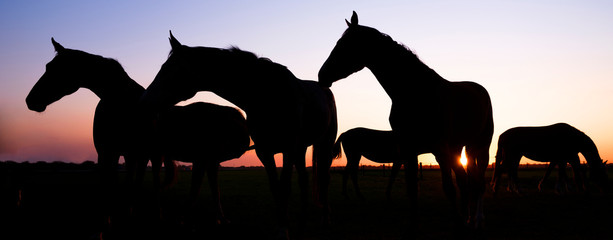silhouette of horses in meadow against colorful sky at sunset