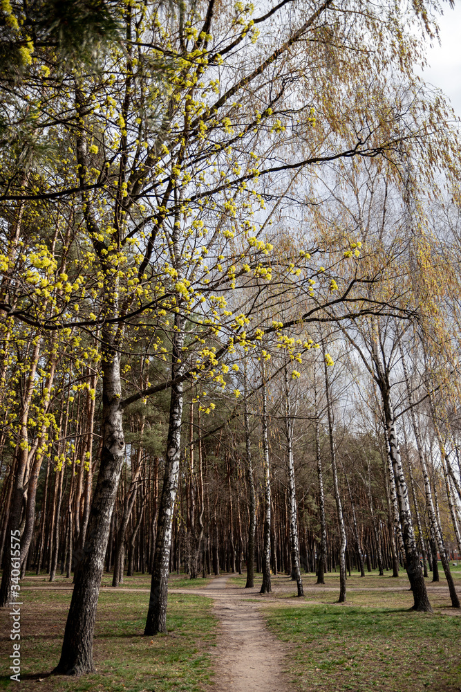 Wall mural spring