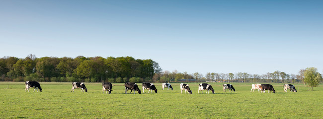 black and white cows in spring green grassy meadow near amersfoort in holland © ahavelaar