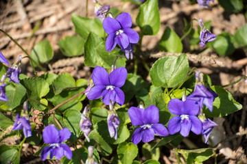 First violet blooming in spring sun Viola odorata