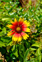 Blanket flower
