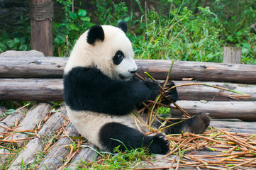 Obraz na płótnie Canvas Young giant panda bear enjoys eating bamboo