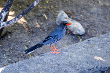grackle on the pavement, watching