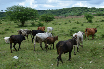 Naklejka na ściany i meble several cows walking on the hill