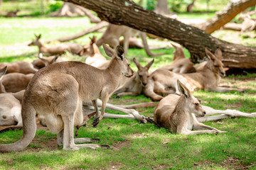 Kangaroos and wallabies at the santuary, Queensland, Australia