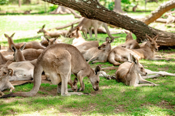 Kangaroos and wallabies at the santuary, Queensland, Australia
