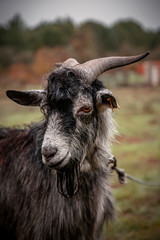 portrait of a goat