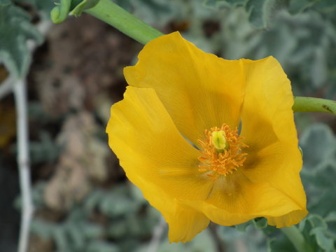 Gelber Hornmohn auf La Palma