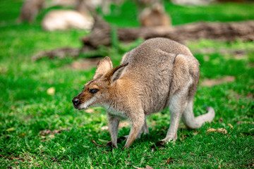 Kangaroos and wallabies at the santuary, Queensland, Australia
