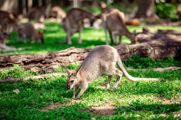 Kangaroos and wallabies at the santuary, Queensland, Australia
