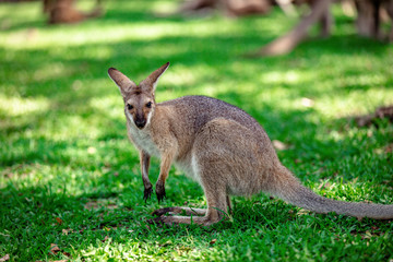 Kangaroos and wallabies at the santuary, Queensland, Australia