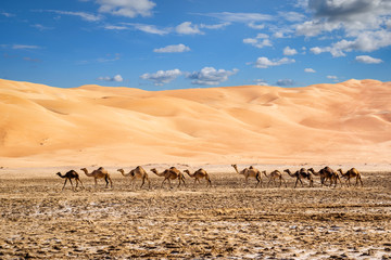 Fototapeta na wymiar camels crossing in Liwa desert Abu Dhabi