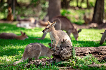 Kangaroos and wallabies at the santuary, Queensland, Australia